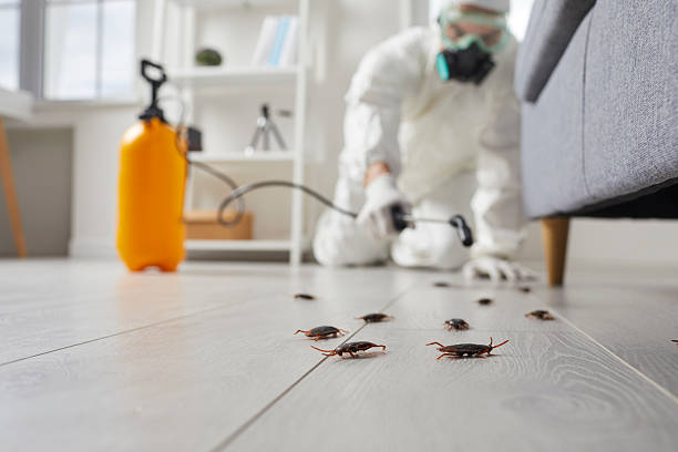 Post-Treatment Bed Bug Interceptor Monitoring in Amery